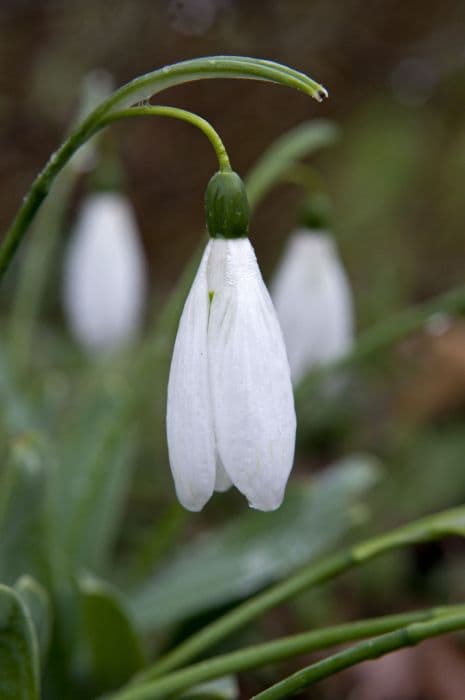 greater snowdrop 'Comet'