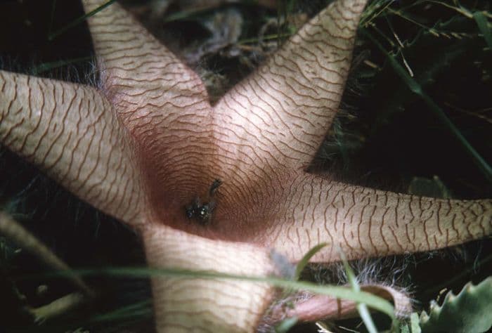 giant stapelia