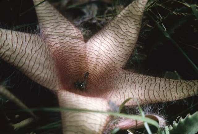 Giant stapelia