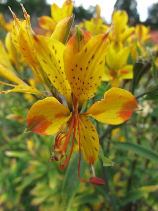 Peruvian lily 'Sweet Laura'