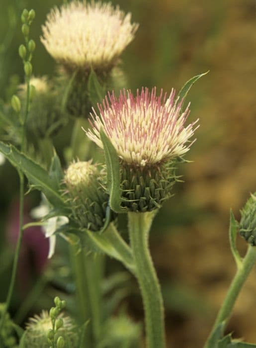 thistle 'Mount Etna'