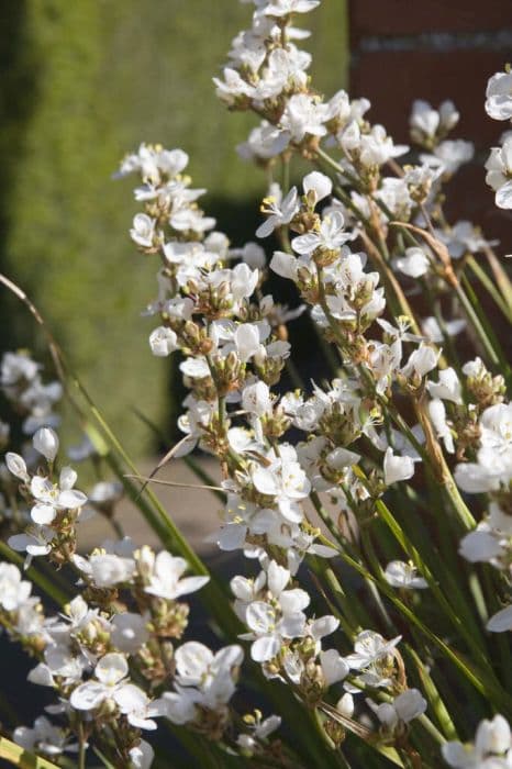 New Zealand satin flower Formosa Group