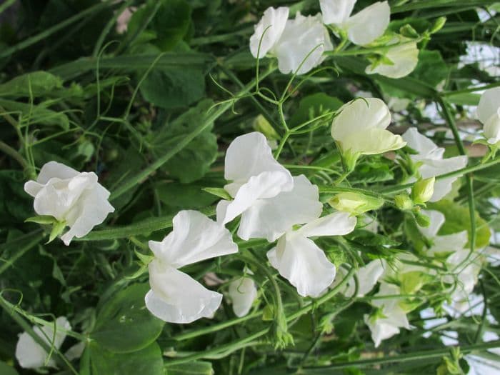 sweet pea 'Aphrodite'