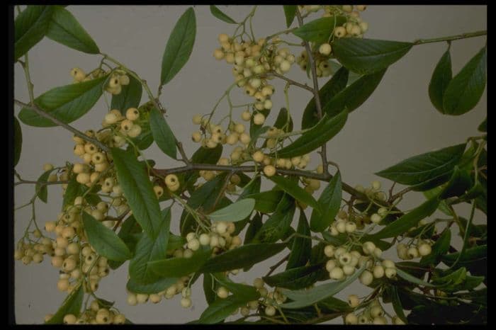 cotoneaster 'Rothschildianus'