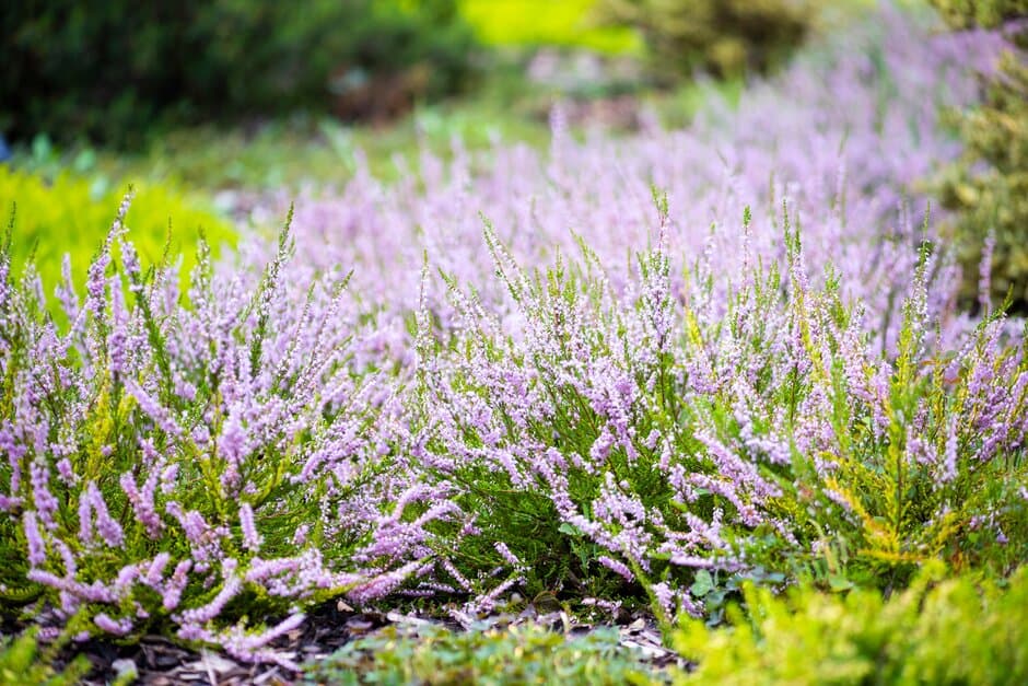 heather 'Easter-bonfire'