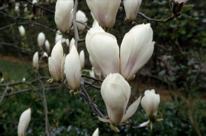 saucer magnolia 'Brozzonii'