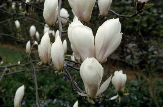 Saucer magnolia 'Brozzonii'