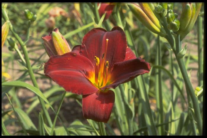 daylily 'Berlin Red Velvet'