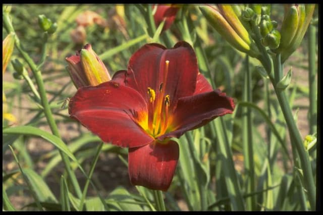 Daylily 'Berlin Red Velvet'