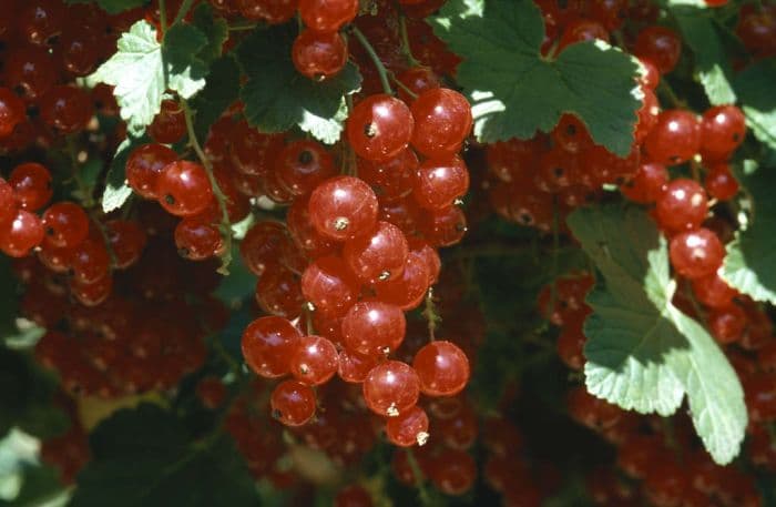 redcurrant 'Stanza'