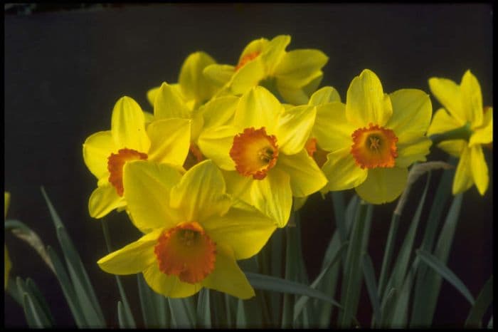 daffodil 'Red Devon'