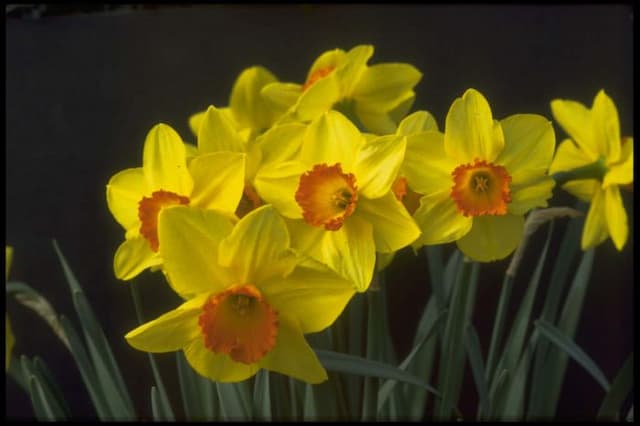 Daffodil 'Red Devon'