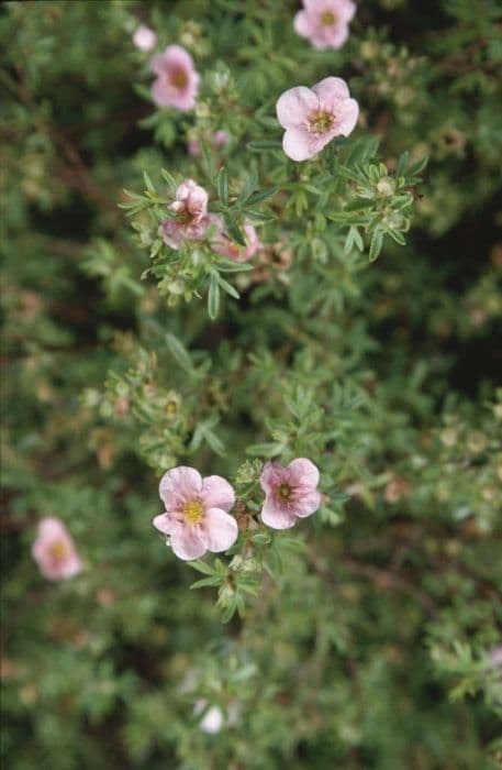 Shrubby cinquefoil 'Pretty Polly'