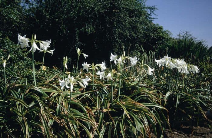 white Powell lily