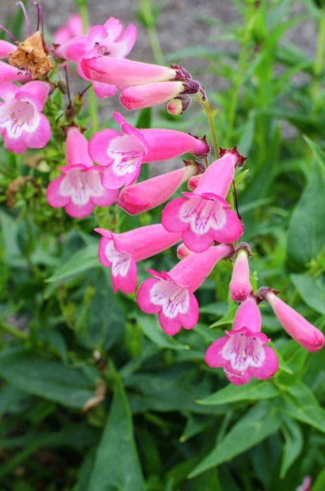 penstemon [Kilimanjaro]