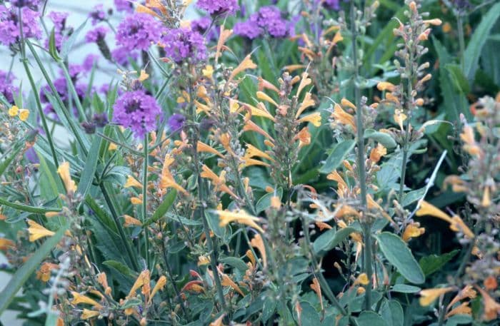 giant hyssop 'Apricot Sprite'