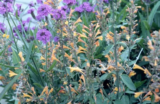 Giant hyssop 'Apricot Sprite'