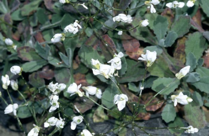 mountain rock cress 'Flore Pleno'