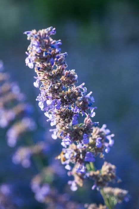 catmint 'Six Hills Giant'