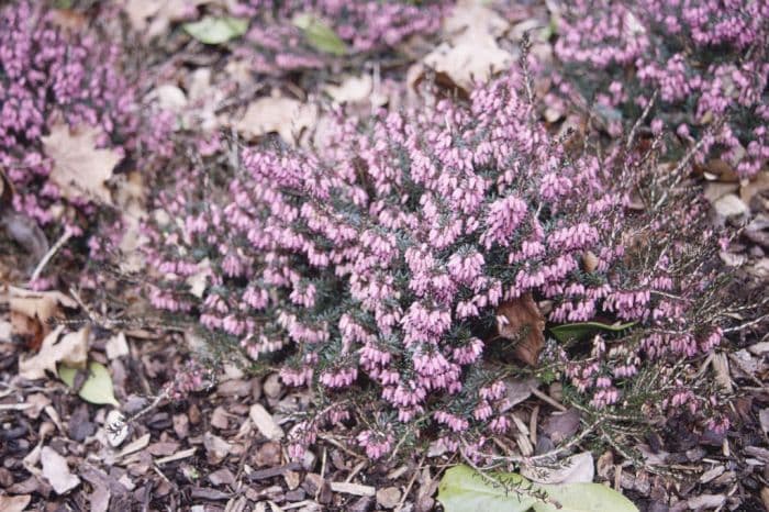 heather 'Adrienne Duncan'