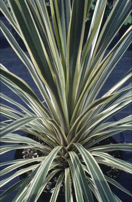 cabbage palm 'Torbay Dazzler'