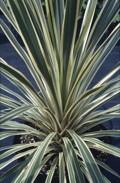 Cabbage palm 'Torbay Dazzler'
