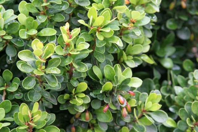 Japanese barberry 'Kobold'