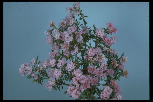 Rhododendron 'Doker-La'