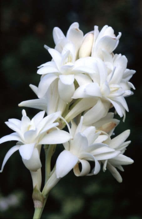 tuberose 'The Pearl'