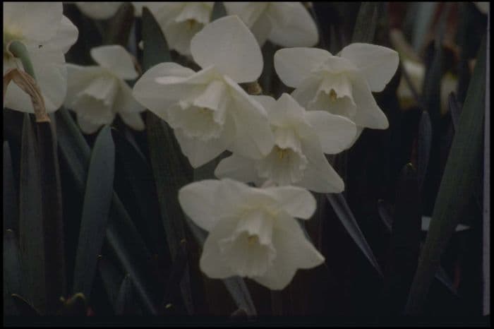 daffodil 'Ben Hee'