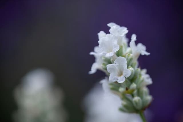 English lavender 'Purity'