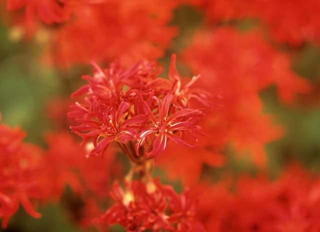 Pelargonium 'Mini Czech'