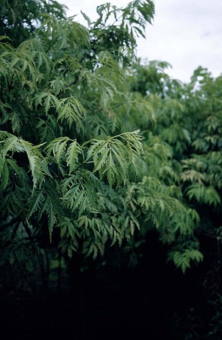 European red elder 'Sutherland Gold'