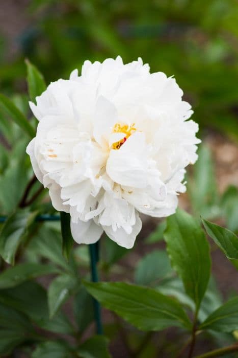 peony 'Vogue'