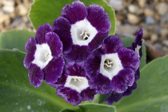 auricula 'Blue Velvet'