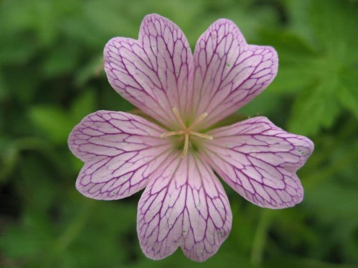 cranesbill 'Lace Trim'