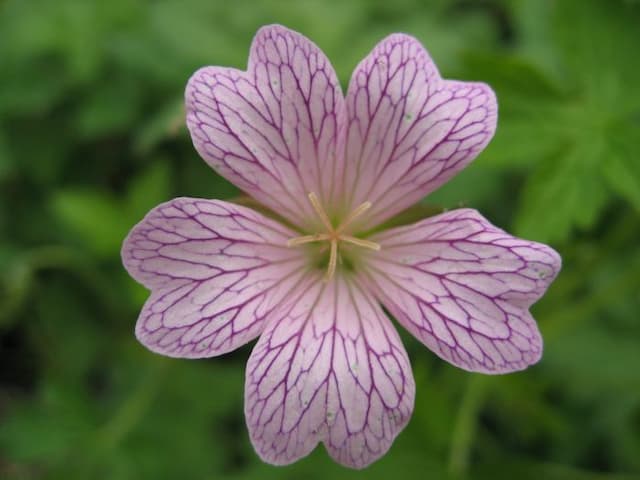 Cranesbill 'Lace Trim'