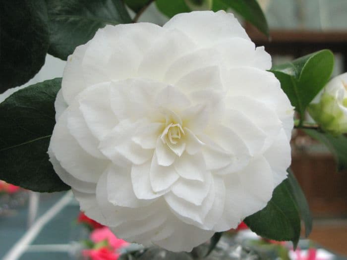 camellia 'Nuccio's Gem'