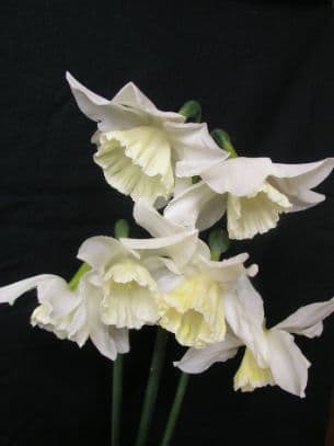 daffodil 'Tresamble'