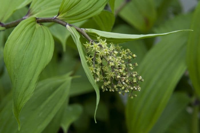 Chinese false Solomon's Seal