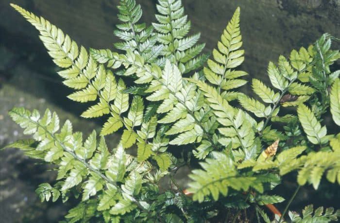 Korean rock fern