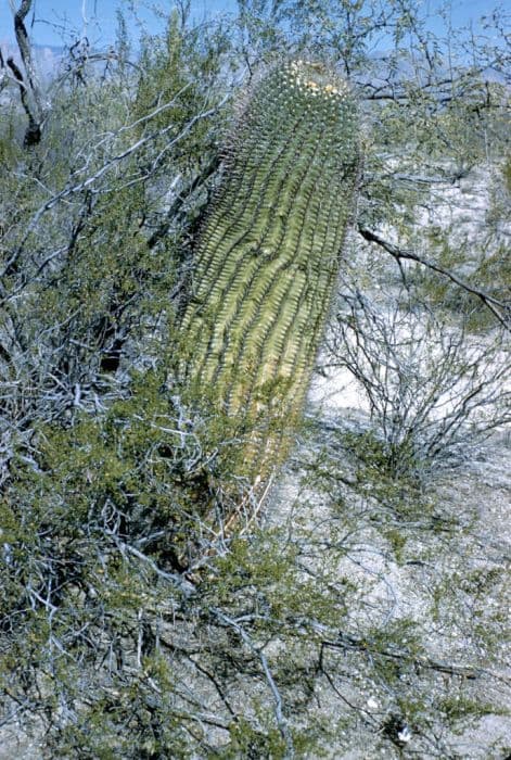 fishhook cactus