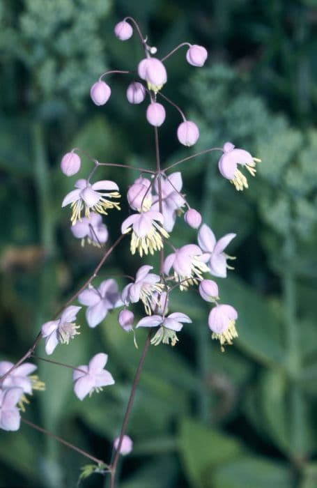 Chinese meadow rue