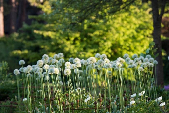 allium 'Mont Blanc'