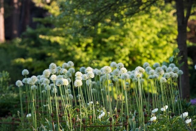 Allium 'Mont Blanc'