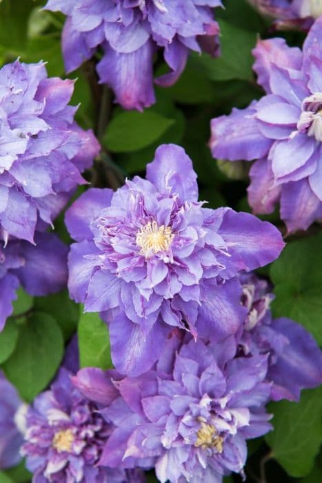 clematis 'Vyvyan Pennell'