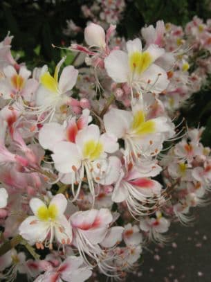 Indian horse chestnut 'Sydney Pearce'