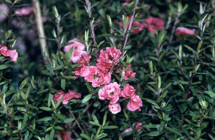 tea tree 'Red Damask'