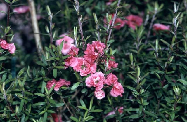 Tea tree 'Red Damask'