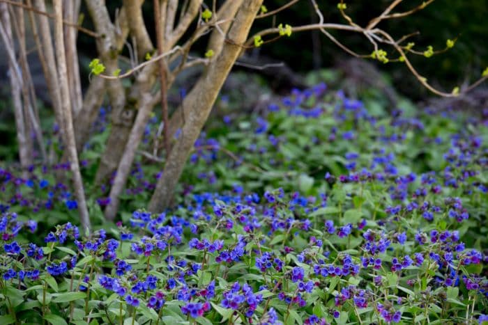 lungwort 'Munstead Blue'